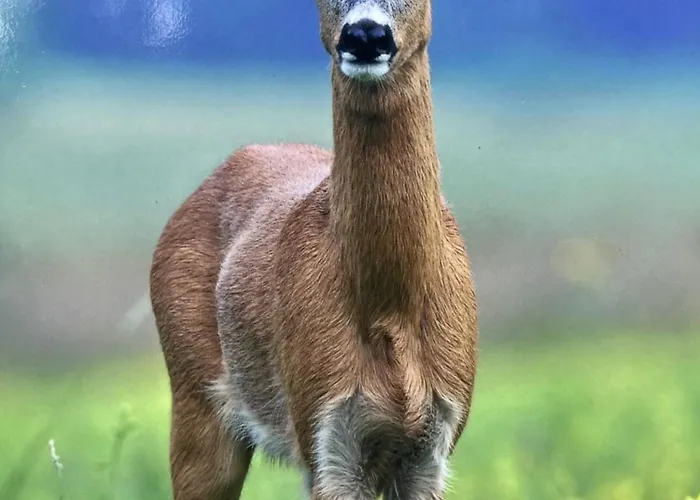 호텔 Zum Forsthaus